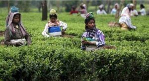 promotion of tea sector featured image
