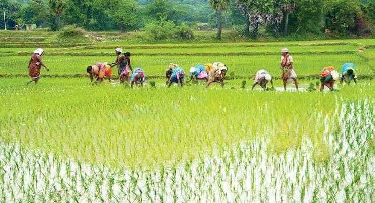 Agritech Startup MoooFarm raises $2.4 million in seed round