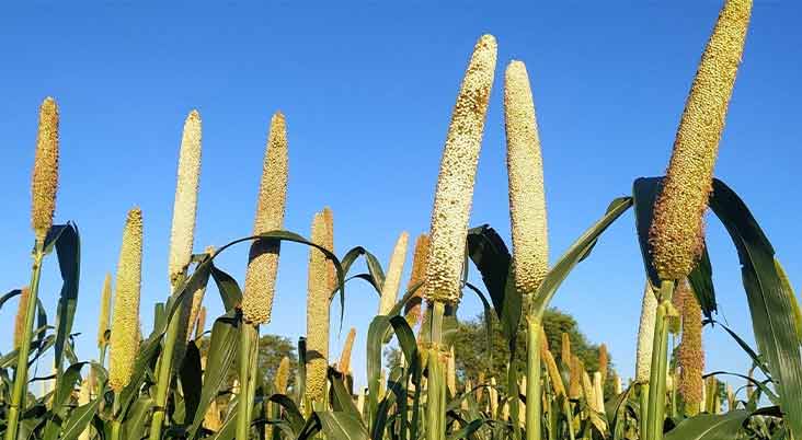  FM Nirmala Sitharaman exhorts businesses to capitalise on the global demand for millets